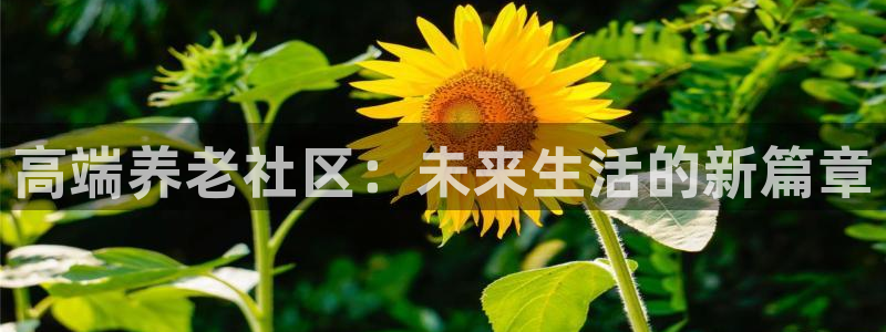 韦德1946备用网站
